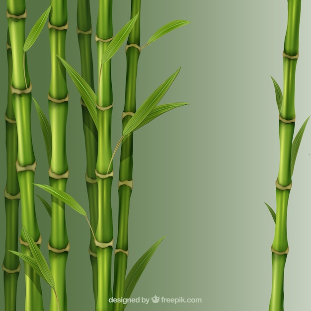 Canas de bambu