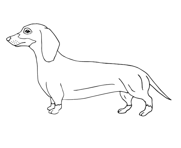 Cão bassê desenhado de mão isolado no fundo branco