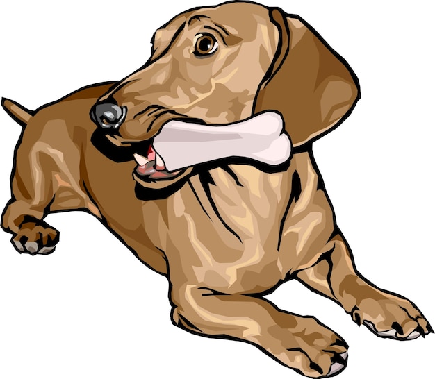 Vetor cão dachshund de raça pura bonito desenho animado animais de estimação desenhados à mão ilustração em quadrinhos