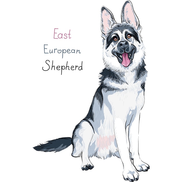 Vetor cão de esboço de cores, raça pastor da europa oriental