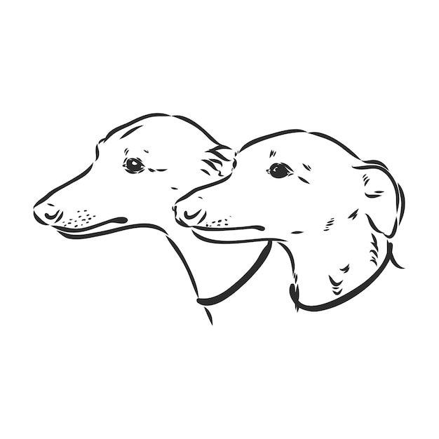 Cão galgo - ilustração vetorial isolado vetor galgo hound