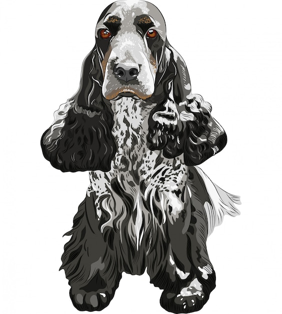 Cão gun inglês cocker spaniels sentado