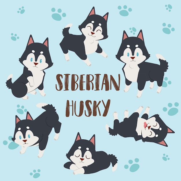 Cão husky siberiano, husky siberiano de personagem fofo, cachorro husky siberiano