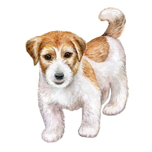 Cão Jack Russell Terrier áspero isolado no branco. Aquarela.