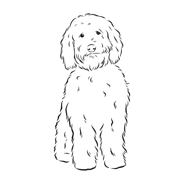 Cão labradoodle mix - ilustração vetorial isolada em fundo branco