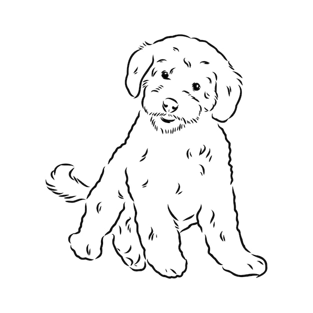 Cão labradoodle mix - ilustração vetorial isolada em fundo branco