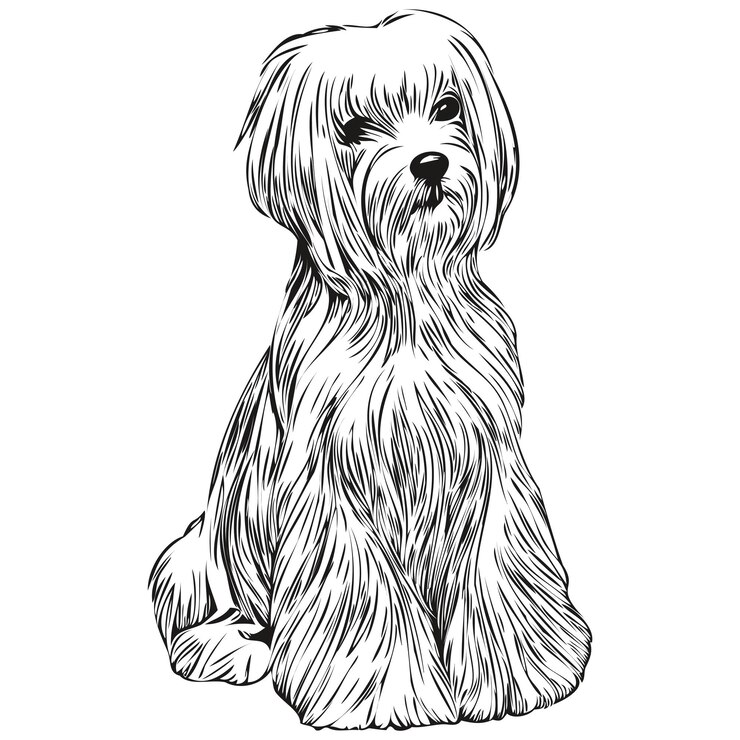 Vetor cão maltês desenhado à mão vetor de arte de linha desenhando logotipo preto e branco ilustração de animais de estimação