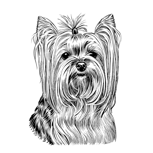 Vetor cão yorkshire terrier esboço mão desenhada na gravura. ilustração em vetor.