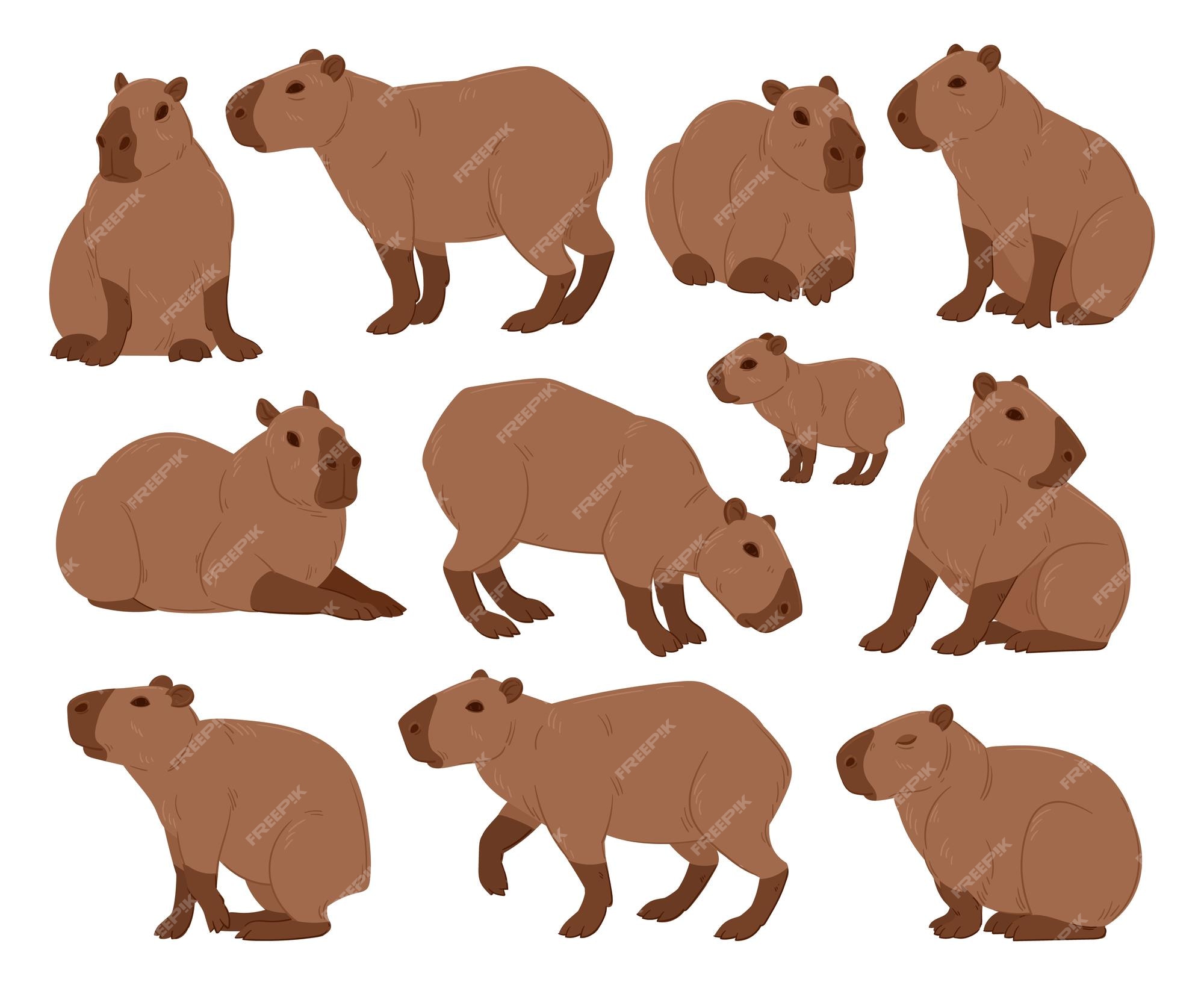 Como primeiro comentário quero que você desenhe uma capivara de