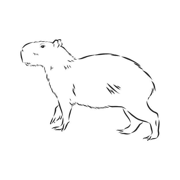 COMO DESENHAR UMA CAPIVARA PASSO A PASSO 