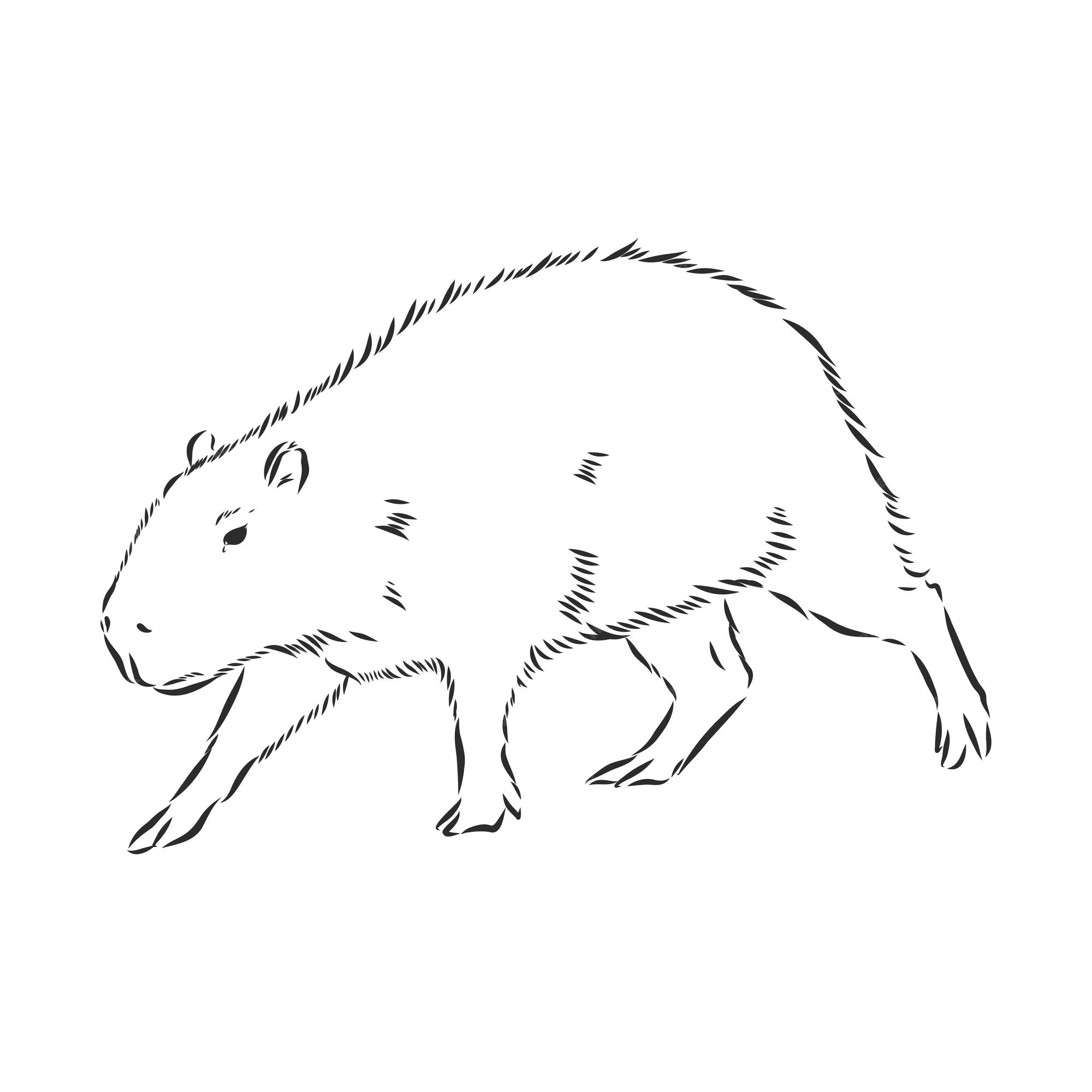 Desenho Manual Capivara Animais Série América Sul Estilo Gravura