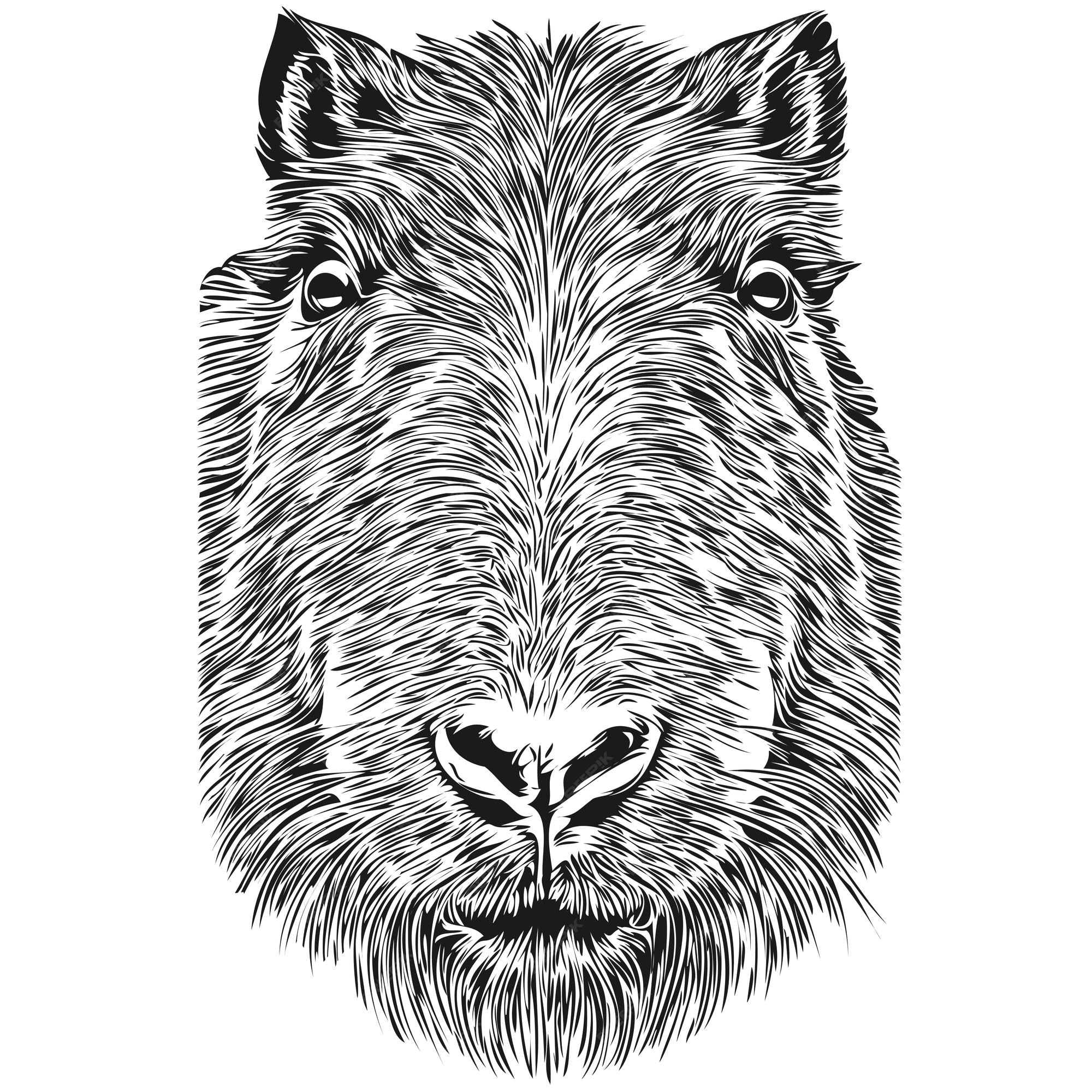 Capivara realista vector ilustração animal desenhada à mão capivaras