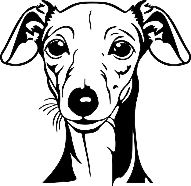 Cara de cachorro galgo italiano isolada em uma ilustração vetorial svg de fundo branco