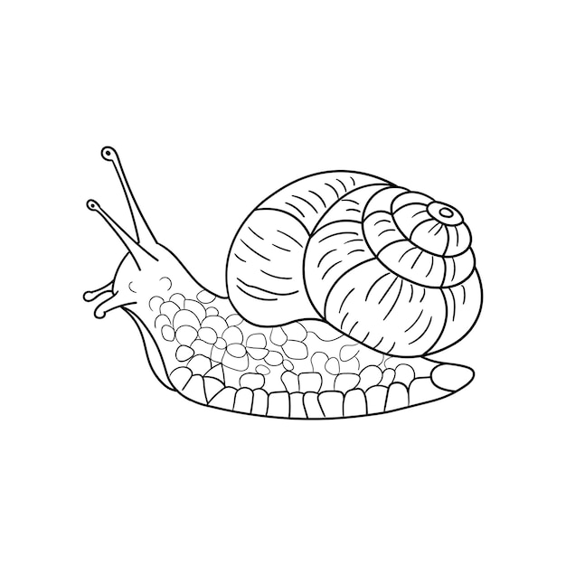 Caracol para cosméticos ecológicos de salão de spa vetor em estilo de desenho estilo de linha isolado em fundo branco