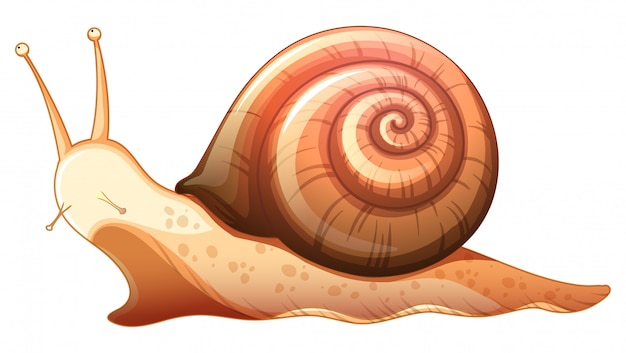 Caracol rastejando em fundo branco