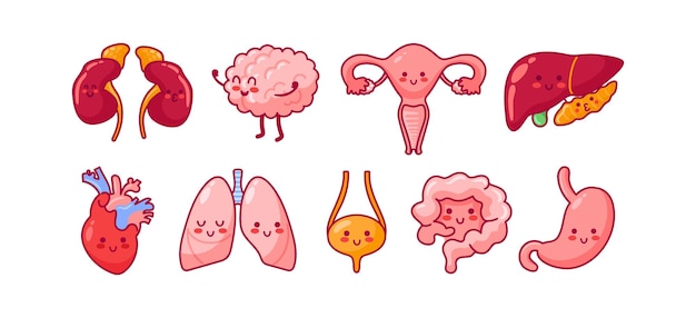 Caracteres kawaii bonitos representando órgãos internos como rins cérebro útero fígado coração pulmões