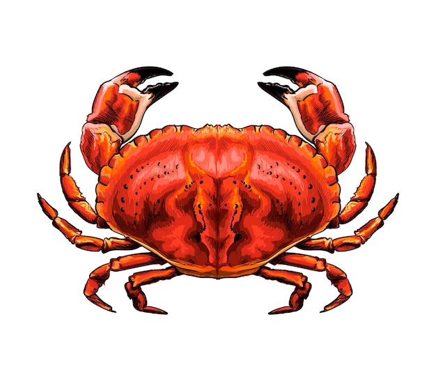 Caranguejo vermelho aquarela sobre branco