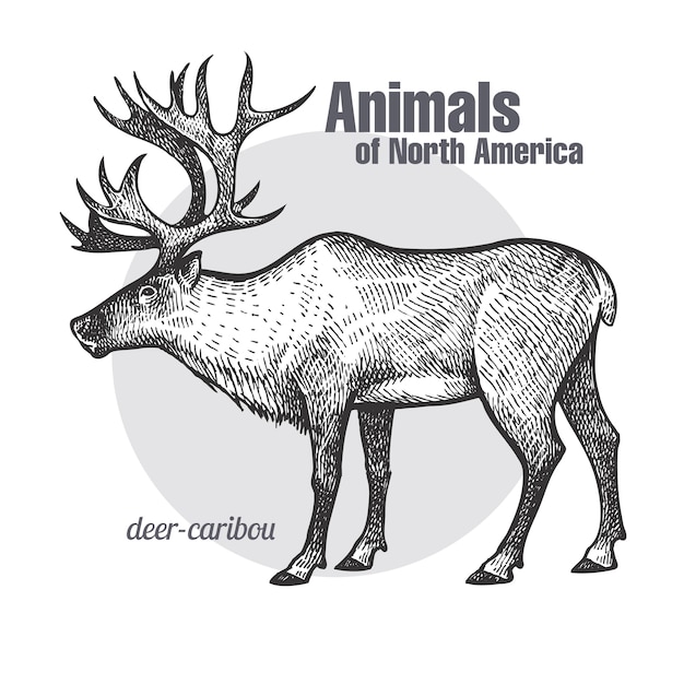 Caribu dos cervos. animais da série da américa do norte.