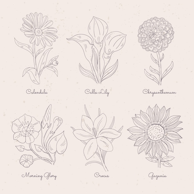 Carta de flores botânicas desenhadas à mão