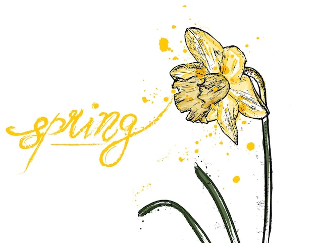 Cartão de narciso primavera cor amarela Flor de narciso Vetor salpicos de aquarela