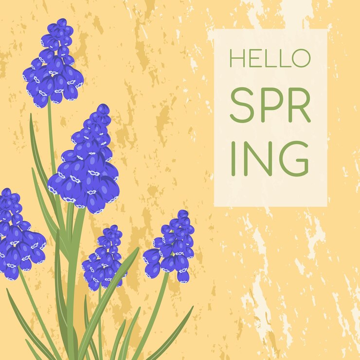 Vetor cartão postal com muscari com flores azuis hello spring square template for social media vector