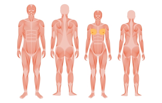 Cartaz anatômico do sistema muscular humano. estrutura dos grupos musculares de homens e mulheres em comparação à vista frontal e traseira. musculação, fitness, conceito de corpo forte. ilustração em vetor plana isolada