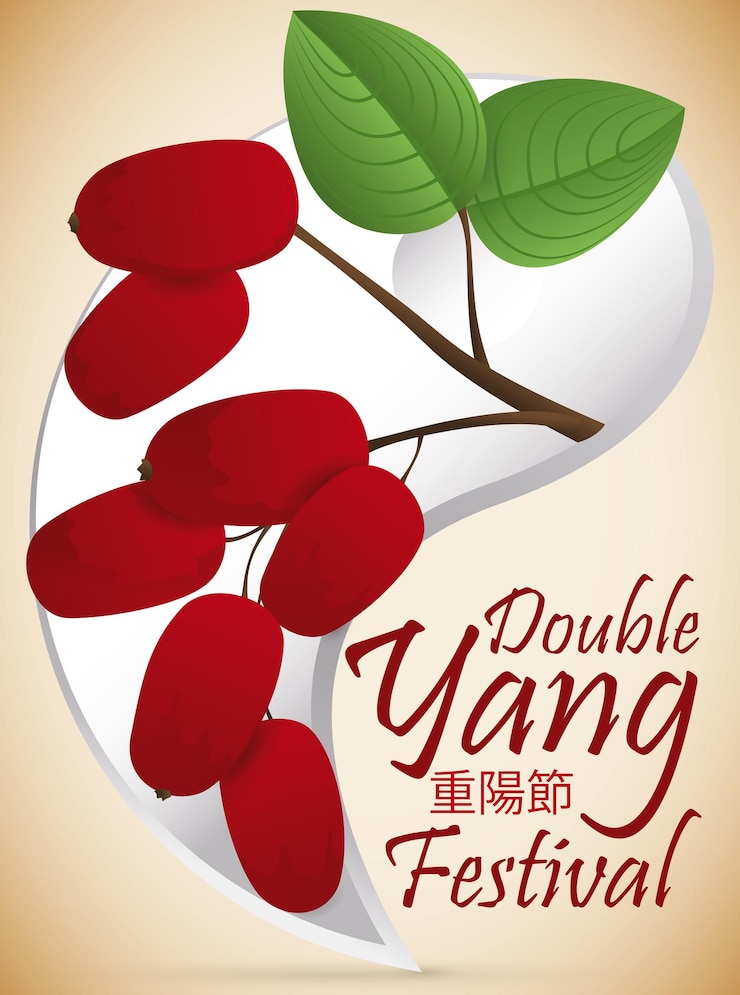 Vetor cartaz com metade do símbolo yang e dogwood ou zhuyu com cerejas para o double yang festival