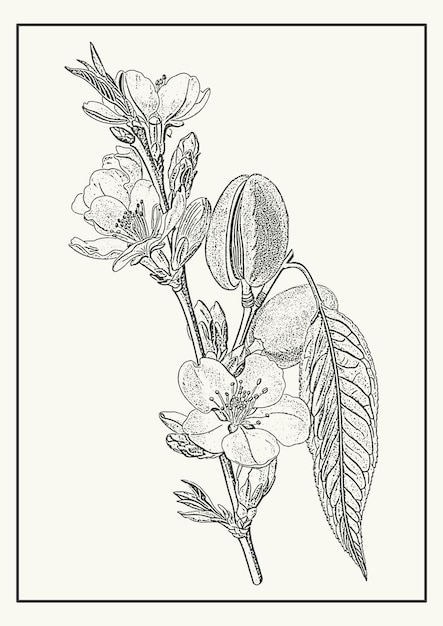 Cartaz de arte de linha de ramo de damasco monocromático desenhado à mão ilustração florescente em estilo de gravação