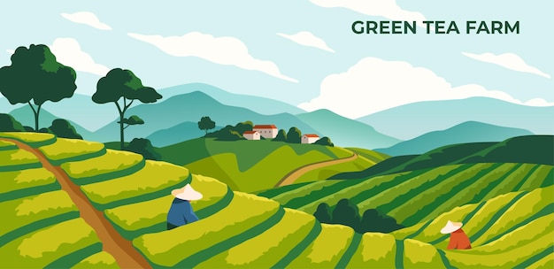 Cartaz de fazenda de chá verde campo chinês ou coreano com banner horizontal de plantação com natural