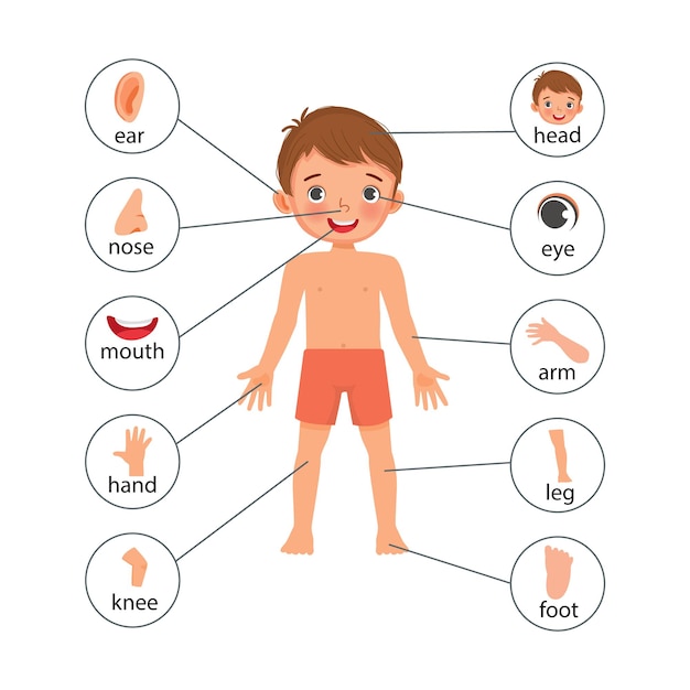 Vetor cartaz de ilustração de garotinho de partes do corpo humano com gráfico de rótulo de texto de diagrama para educação