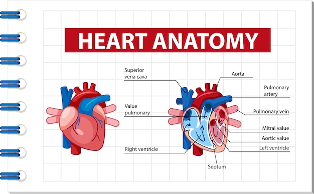 Cartaz de informações do diagrama do coração humano