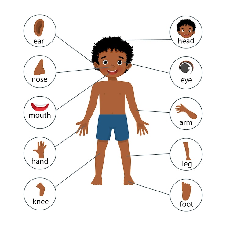 Vetor cartaz de menino africano de partes do corpo humano com gráfico de rótulo de texto de diagrama para fins educacionais