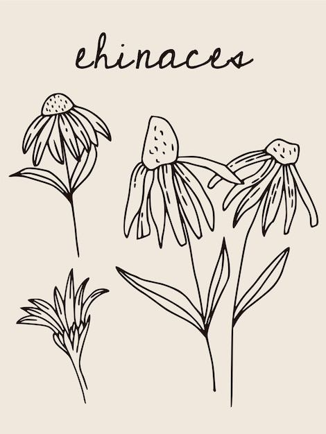 Cartaz de vetor boho com ilustração de echinacea. cartaz boêmio vintage para interior de casa