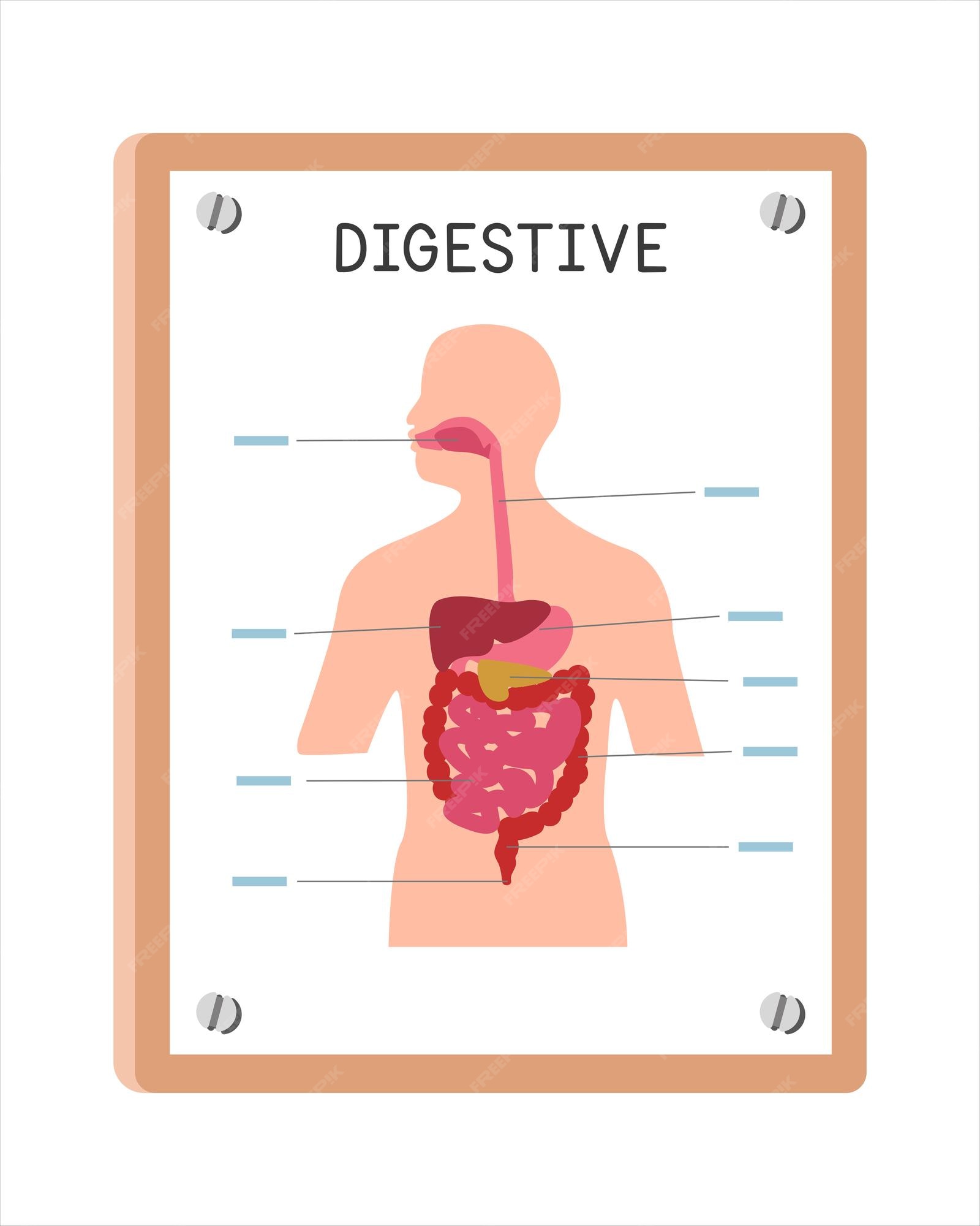 Vetor. órgãos humanos de desenho animado, que administra o medicamento. •  adesivos para a parede exames médicos, intestino, infográfico