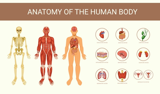 Cartaz educativo de anatomia humana com órgãos internos de esqueleto e ilustração vetorial plana de sistemas corporais