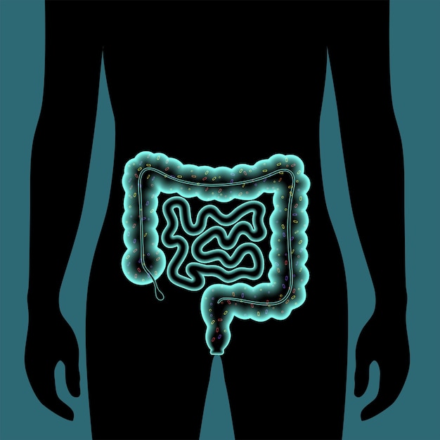 Cartaz médico do microbioma intestinal. microflora, bactérias, vírus e micróbios no intestino humano. conceito de microbiota. funções metabólicas, patógenos e doenças na ilustração em vetor 3d do trato digestivo.