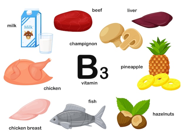 Vetor cartaz retangular com produtos alimentares contendo vitamina b3 niacina medicina dieta alimentação saudável infográficos produtos com o nomeilustração de comida dos desenhos animados plana isolada em um fundo branco