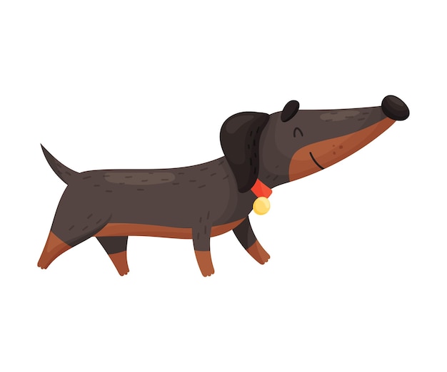 Vetor cartoon bonito dachshund castanho escuro com um colarinho vermelho ilustração vetorial em um fundo branco