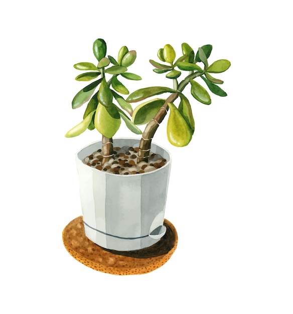 Casa planta verde crassula suculento vaso branco