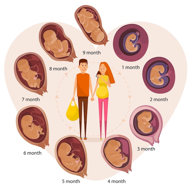 Vetor casal feliz em expectativa estágio de evolução do embrião humano ilustração de vetor plano mês por mês estágio de gravidez desenvolvimento embrionário e fetal