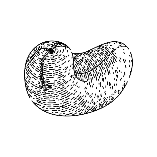 castanha de caju crua lanche desenhado à mão frutas assadas vista marrom desenho vetorial de castanha de caju crua natural ilustração preta isolada