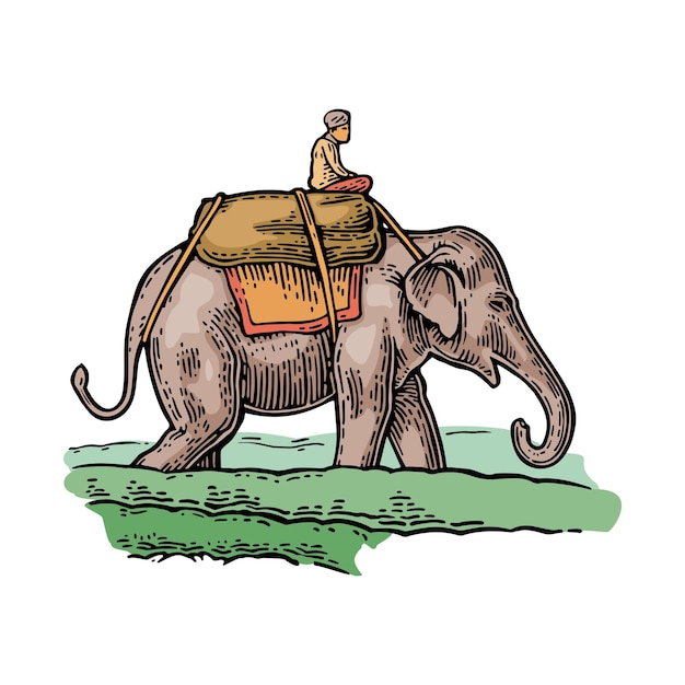 Cavaleiro em elefante ilustração de gravura vintage colorida vetorial para rótulo e cartaz isolado em fundo branco