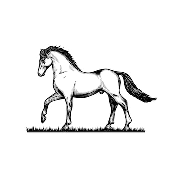 Ilustração De Pintura De Cabeça De Cavalo, Desenho De Mão De Vintage,  Estilo De Gravação Preto E Branco, Isolada Sobre Fundo Bran Ilustração do  Vetor - Ilustração de mustang, velho: 158409490