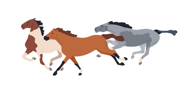 Vetor cavalos de corrida correndo. mustangs selvagens em ação. grupo de cavalos de corrida de raça pura galopando em alta velocidade, vista lateral. garanhões tribais de diferentes raças. ilustração em vetor plana isolada no fundo branco.