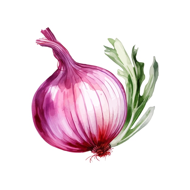 Cebola aquarela clipart