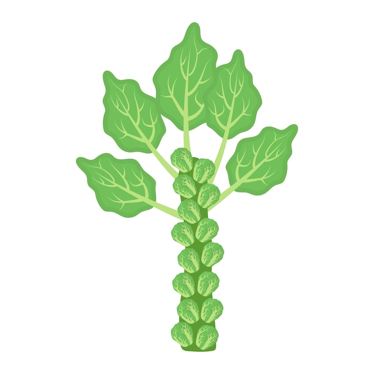 Vetor cebolas de bruxelas vegetais alimentos saudáveis ilustração vetorial