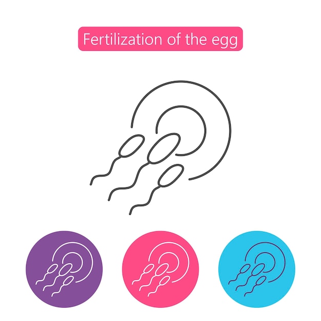 Célula de óvulo fertilizante de esperma