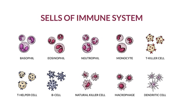 Vetor células do sistema imunológico adaptativo células humanas com nomes