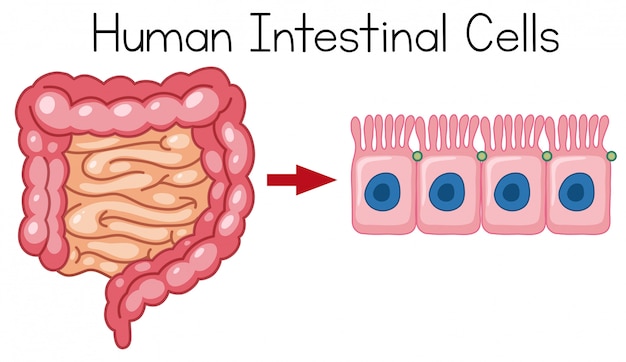 Células Intestinais Humanas em fundo branco