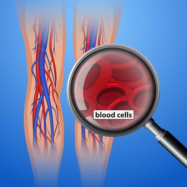 Células sanguíneas de antomias humanas